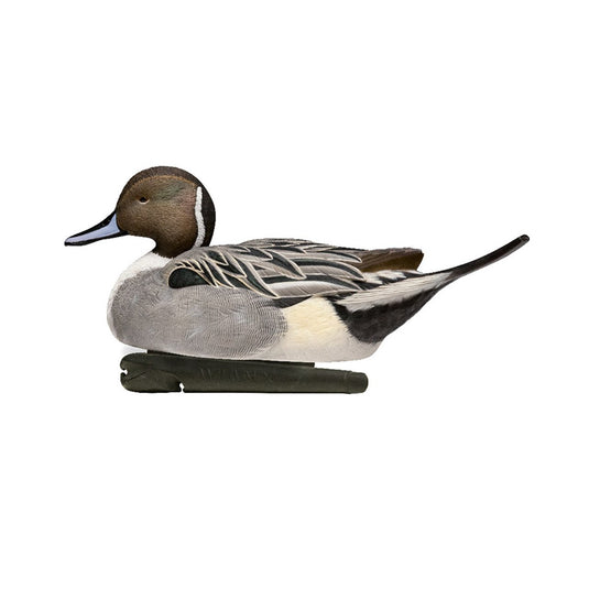 Avian X Topflight Pintail Duck Decoy 6 Pack Duck Decoys- Fort Thompson