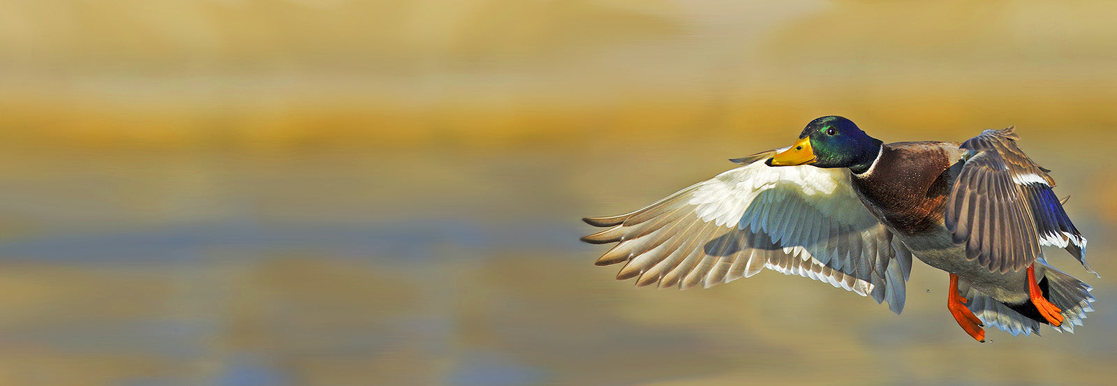 Landing Page Banner 1